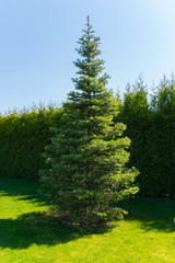 Fototapeta na wymiar Green slender Christmas tree in the park on a soft carpet of grass against a clear blue sky.