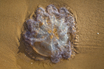Jellyfish ( Rhopilema nomadica ) on the sandy beach, Abstract natural background, Close up shot