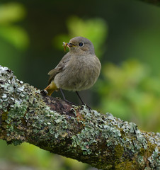 Hausrotschwanz; Phoenicurus ochruros; blackstart