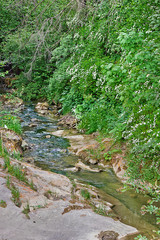 A forest mountain stream with white flowers on the shore