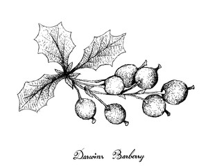 Hand Drawn of Darwins Barberries on White Background