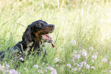Gordon Setter