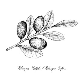 Hand Drawn of Elaeagnus Ebbingei Fruits on White Background