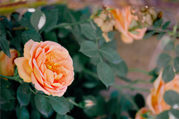 Bush with orange roses closeup