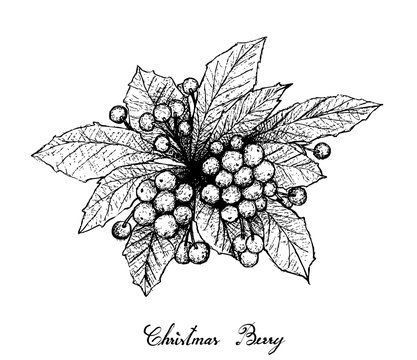 Hand Drawn of Christmas Berries on White Background