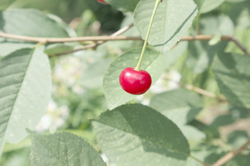 Red cherry, red, fruit, berry, tree, food, green, nature, Mature, branch, leaf, summer, berries, leaves, garden, cherry, Bush, fruit, macro, close-up, juicy