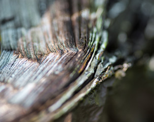 Metal carcass of the burnt automobile tire