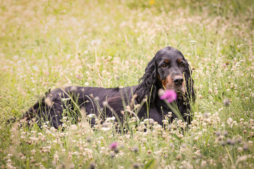 Gordon Setter