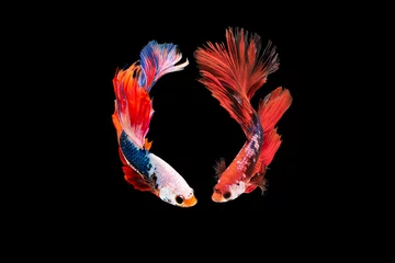 Fotobehang The moving moment beautiful of siamese betta fish in thailand on black background.  © Soonthorn