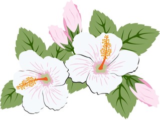 Beautiful pink hibiscus flowers with leaves. Raster Illustration © abrakadabra