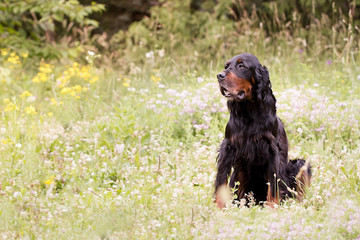 Gordon Setter
