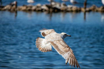 Seagull in Flight