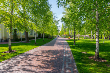 clear spacious alley in a light park with young birch trees beside the house
