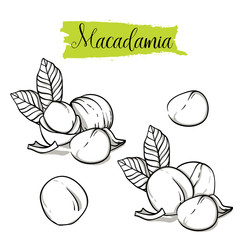 Hand drawn sketch style macadamia set. Single, group seeds, macadamia in nutshells group. Organic nut, vector doodle illustrations collection isolated on white background. - obrazy, fototapety, plakaty