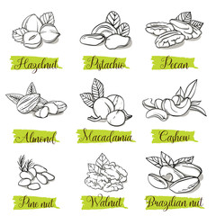 Hand drawn sketch style nuts and seeds set with leaf. Pine nut seeds. Pistachio, almond, walnut, pecan, cashew, hazelnut, macadamia and brazilian nut. Organic nuts, vector illustrations isolated.