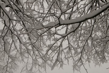 Obraz premium branches covered in snow