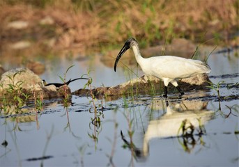  Black-Headed Ibis or Oriental white ibis  --Threskiornis melanocephalus) is a species of wading bird of the ibis family Threskiornithidae which breeds in the Indian Subcontinent and Southeast Asia f