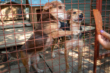 Dogs life behind a fence