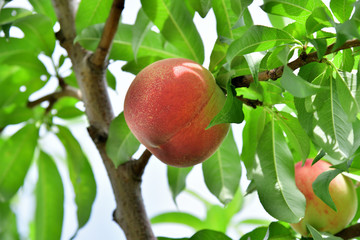 Japanese peach