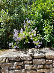 lilas bleu,dans un massif derrière muret en pierres