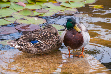 Waterfowl ducks sit on a rock in the middle of a transparent ornamental lake with green lilies