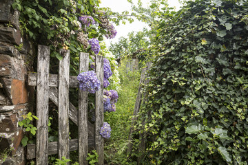 an open old wooden gate at an abandoned private house with climbing plants