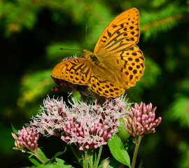 Kaisermantel, Argynnis paphia, butterfly, silver-washed fritillary,