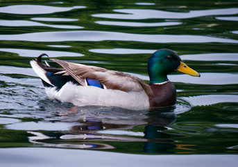 Obraz premium like a posing duck on waves of a water surface with a brilliant green neck and a dark blue feather of the wing
