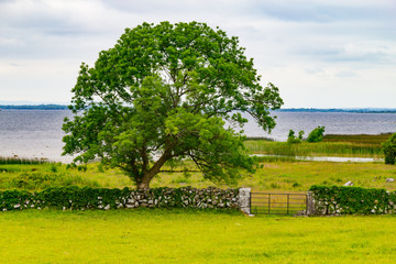 Farm meadow with Lough Corrib in background