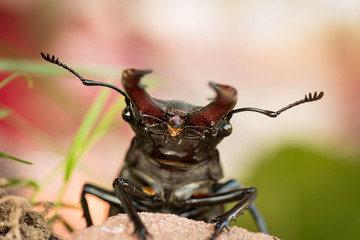 prosopocoilus inclinatus