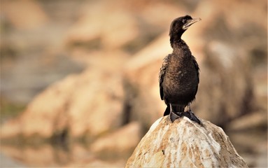 Cormorant -- Phalacrocoracidae is a family of approximately 40 species of aquatic birds commonly known as cormorants and shags.