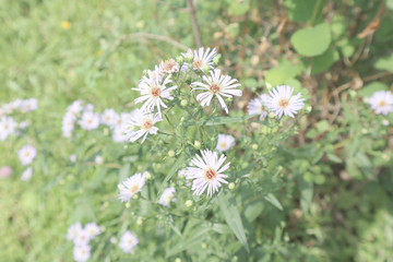  blue chamomile, flower, nature, spring, white, plant, green, summer, garden, flowering, flora, grass, beauty, chamomile, beautiful, purple, wild, floral
