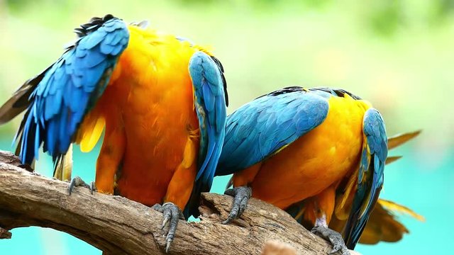 Macaw Parrot