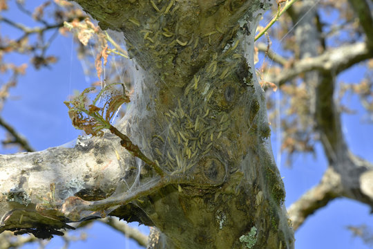 Apfel-Gespinstmotte; Yponomeuta malinellus;