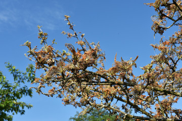 Apfel-Gespinstmotte; Yponomeuta malinellus;