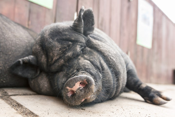 A very lazy, cute and beautiful Vietnamese pot-bellied pig took a nap. Close-up portrait