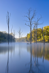 lake in the Park with dead trees in the water.