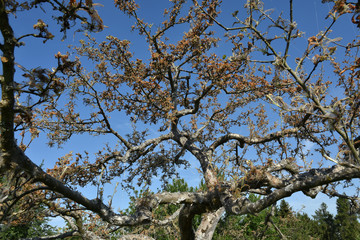 Apfel-Gespinstmotte; Yponomeuta malinellus;