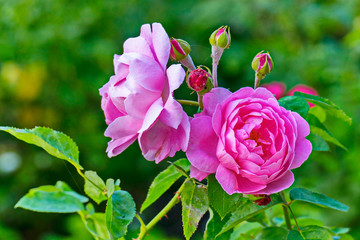 Fototapeta premium A beautiful rose with beautiful tender petals and unblown small buds. Growing on a thin green stem with thorns and green leaves.