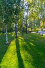 A large number of birches on the smoothly shone green lawn of the park zone