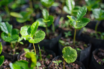 Waiting for the growth of coffee trees.