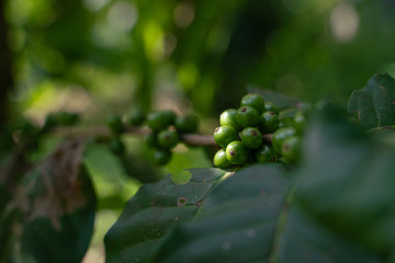 Cherry green coffee beans are also on the tree.