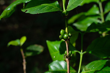 Obraz premium Cherry green coffee beans are also on the tree.