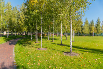 A large green park with paths lined with tiles and a lot of young birch trees
