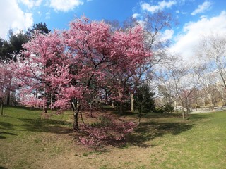 alberi in fiore