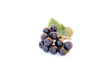 Chokeberry or Aronia melanocarpa isolated on white background.