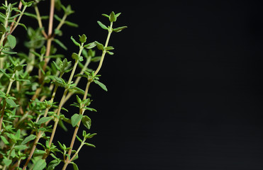 Fresh thyme spice isolated on black