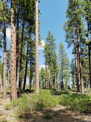 Towering over manzanita bushes in the Deschutes National Forest in Central Oregon are beautiful ponderosa pine trees on a sunny summer day 