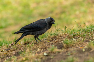  A Western Jackdaw crow standing on the grass in a park