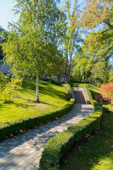 A birch tree on a shaved lawn in the park, near a small alley